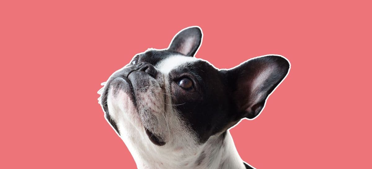 Uw hond of kat meenemen in het vliegtuig